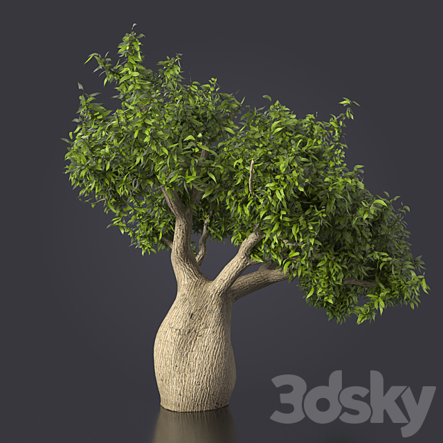 Bottle Tree Brachychiton Rupestris Tree 3d Models