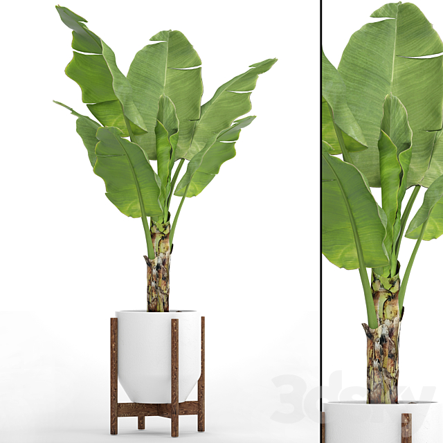 3d Models Indoor Banana Palm In The Pot 3