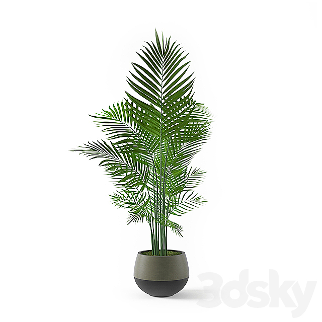 3d Models Indoor Kentia Palm