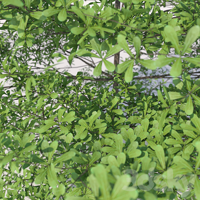 3d Models Tree Terminalia Mantaly