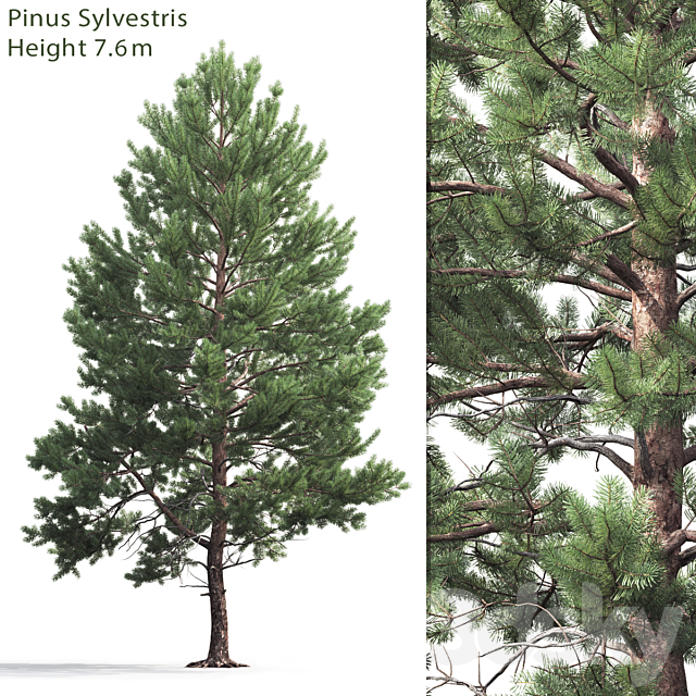 3d Models Tree Pine Cone 4 7 6m