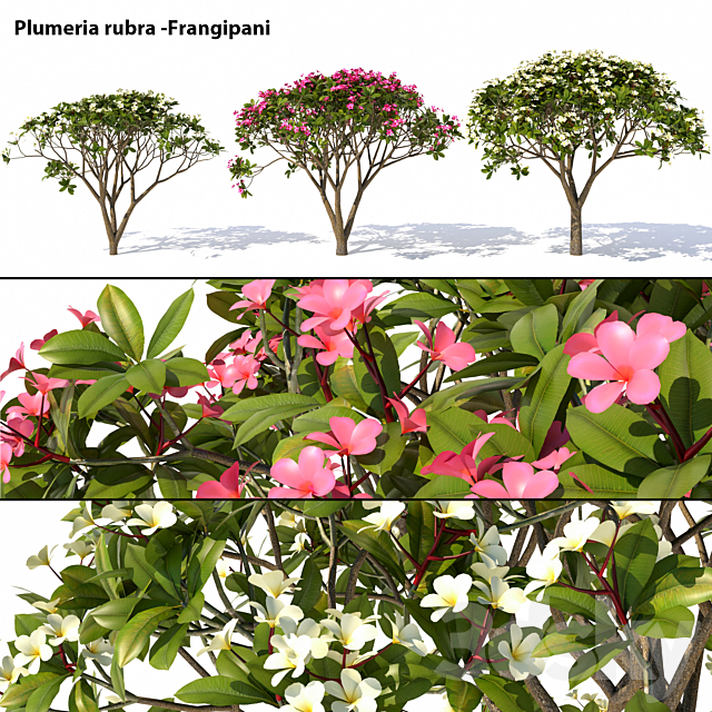 3d Models Tree Plumeria Rubra Frangipani Tree