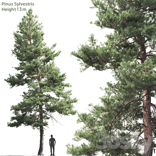3d Models Tree Pine Tree Common 5 13m