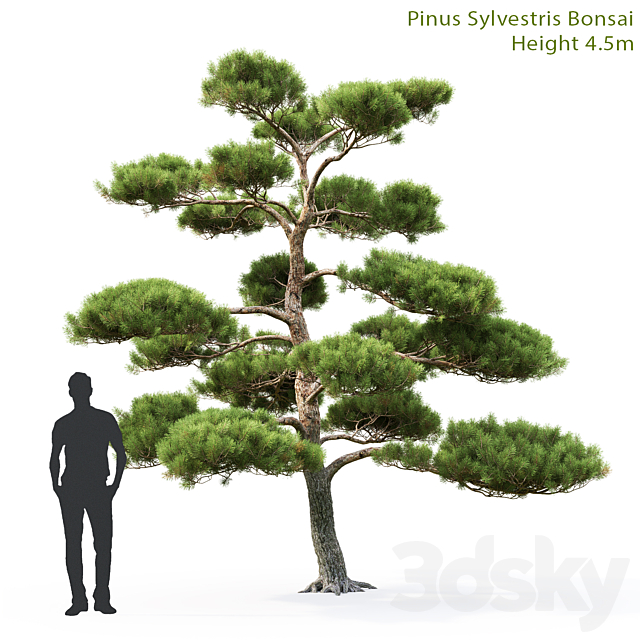 3d Models Tree Pine Bonsai 1 4 5m