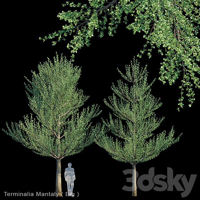 3d Models Tree Terminalia Mantaly Big