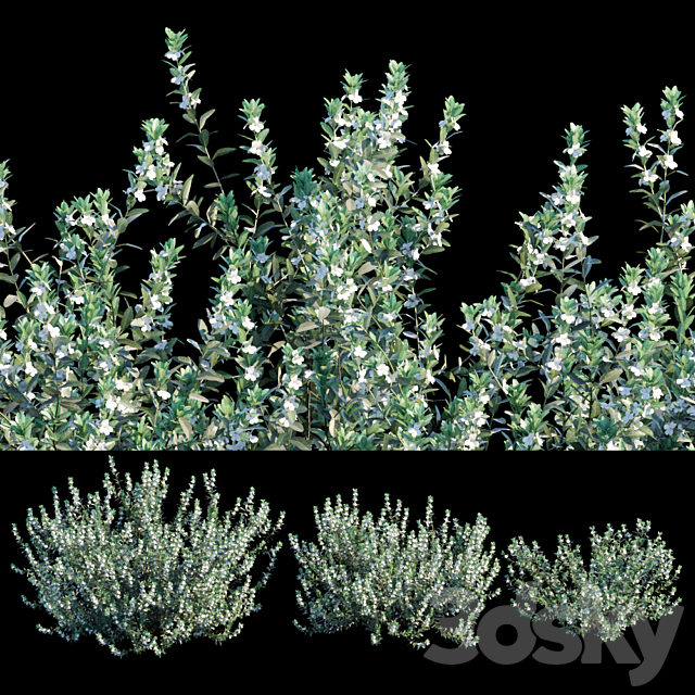 3d Models Bush White Cloud Leucophyllum Frutescens