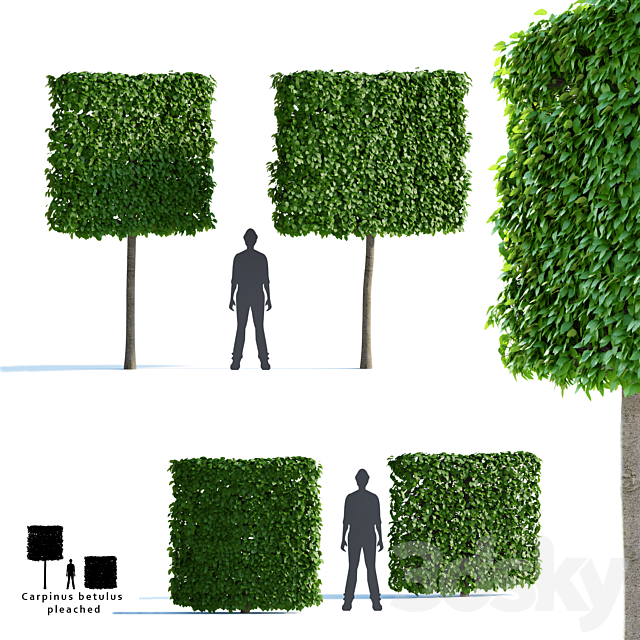 3d Models Tree Hornbeam Ordinary Form Trellis Carpinus Betulus Pleached Topiary 3