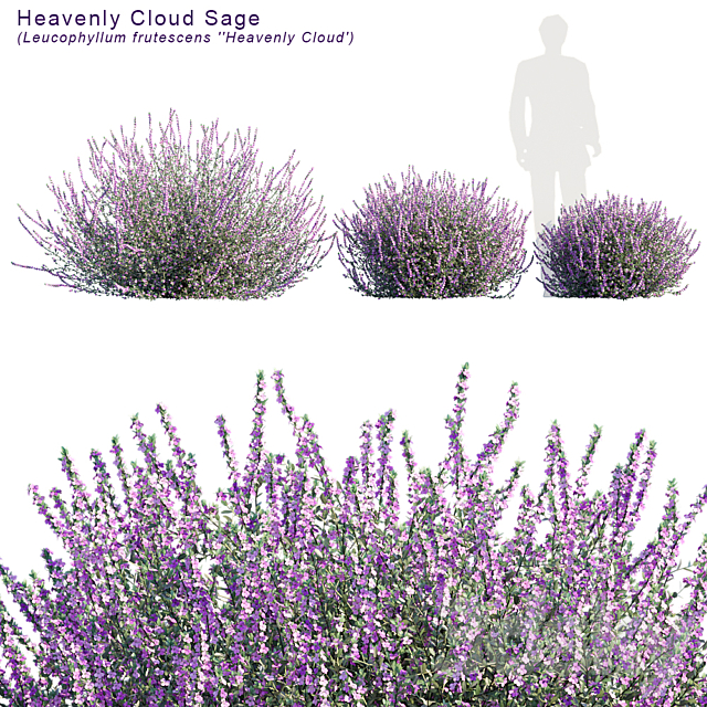Heavenly Cloud Sage Leucophyllum Frutescens Bush 3d Models 3dsky