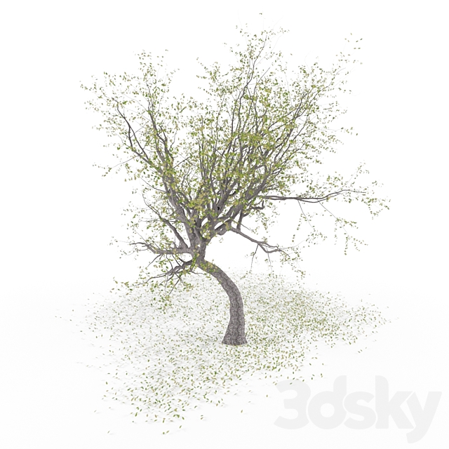 3d Models Tree Oak Tree