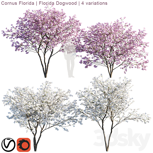 3d Models Tree Cornus Florida Florida Dogwood 4 Variations