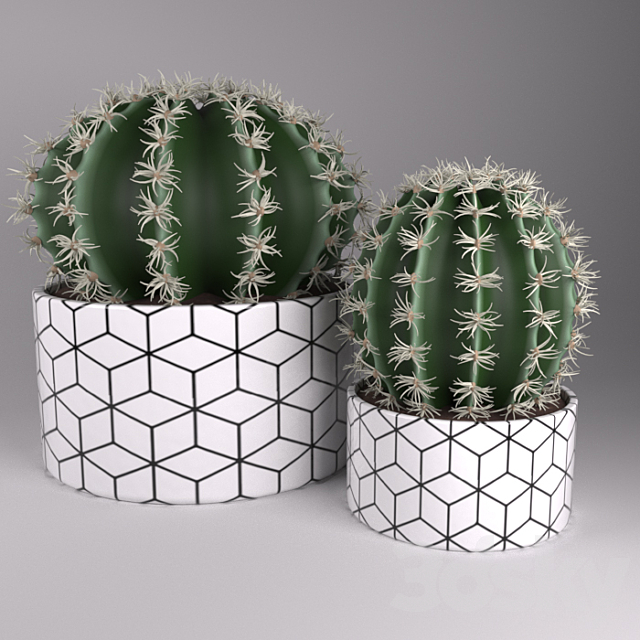 3d Models Indoor Potted Cactus