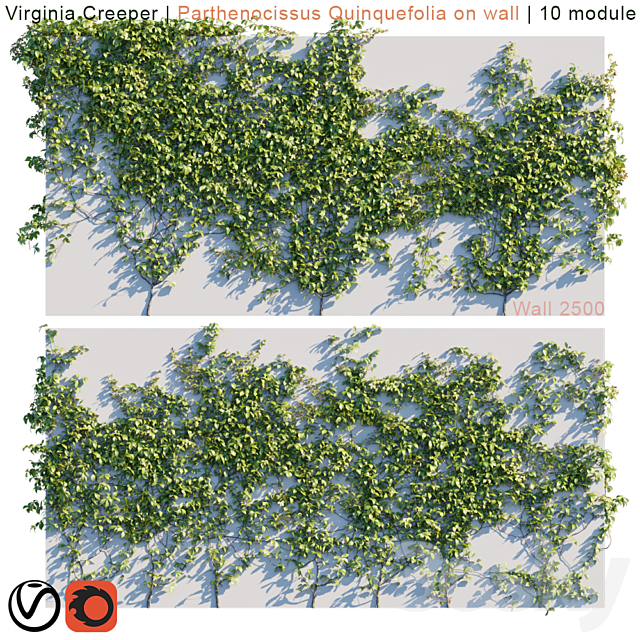 3d Models Outdoor Virginia Creeper Parthenocissus