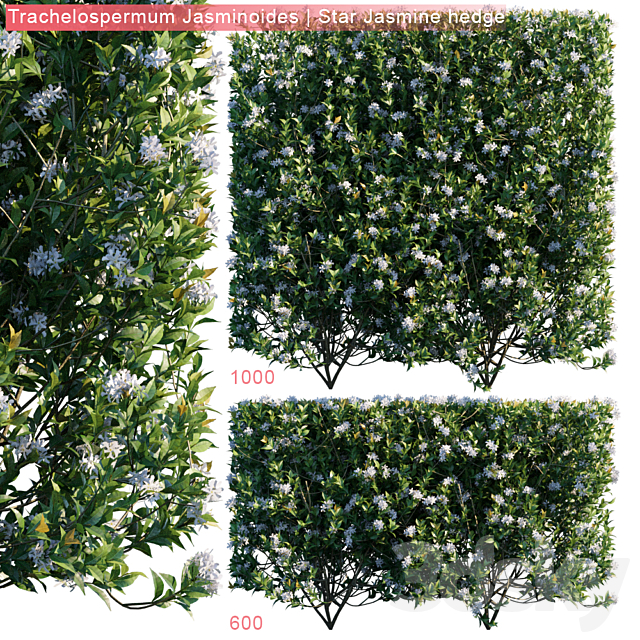 3d Models Outdoor Trachelospermum Jasminoides Star Jasmine Hedge