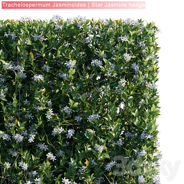 3d Models Outdoor Trachelospermum Jasminoides Star Jasmine Hedge