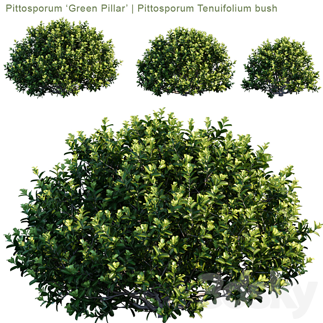 Кустарник Pittosporum Tobira