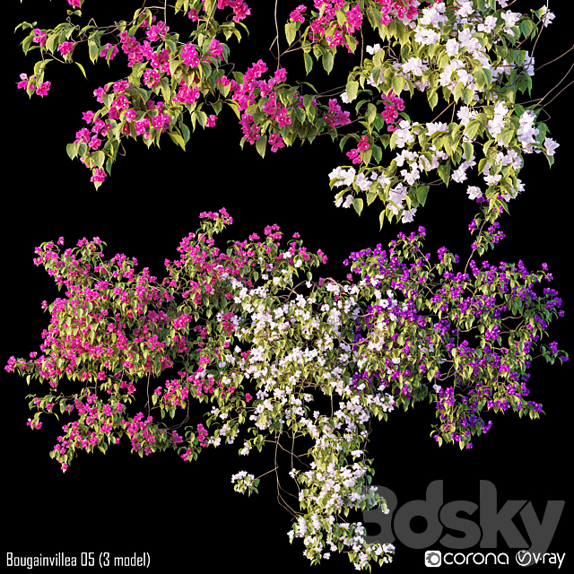3d Models Outdoor Bougainvillea 05 3 Model