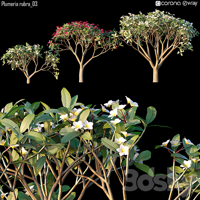 3d Models Outdoor Plumeria Rubra 03