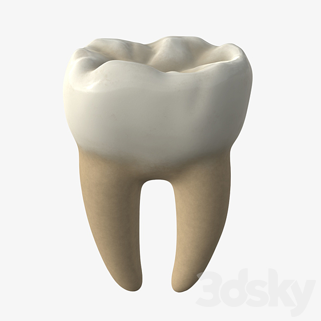 3d models: Miscellaneous - Tooth molars