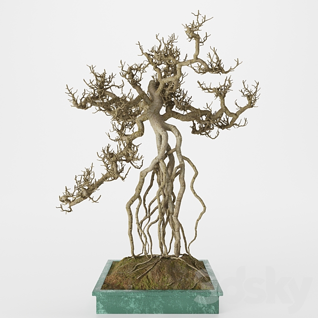 3d Models Tree Bonsai Tree