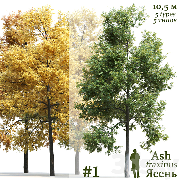 3d Models Tree Ash Tree Fraxinus 1