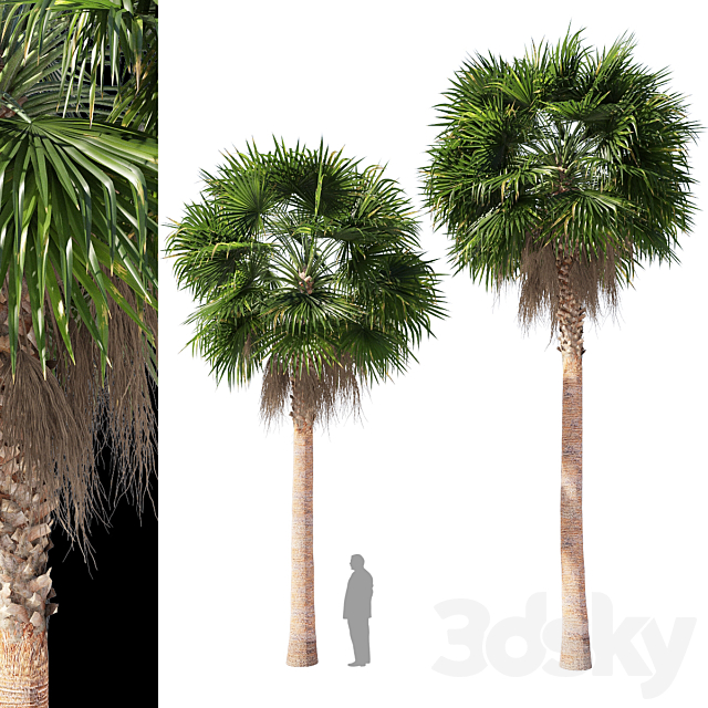 3d Models Tree Washingtonia Robusta Mexican Fan Palm 2