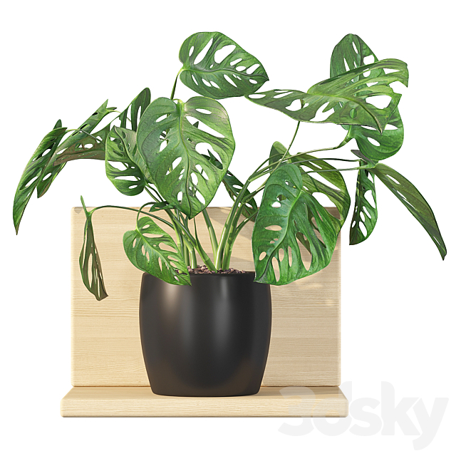 3d Models Indoor Plants Collection 013 Monstera Monkey Mask 01
