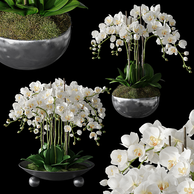 3d Models Indoor Orchids 1