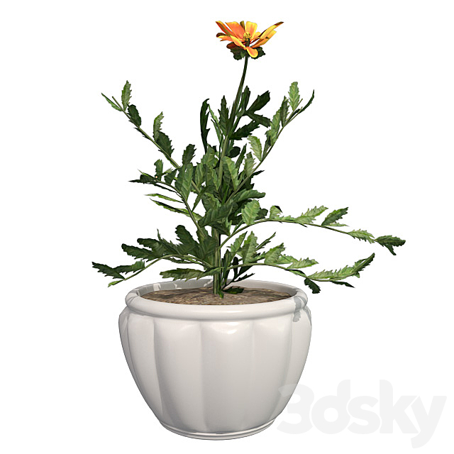 3d models Indoor Marigold + Pot