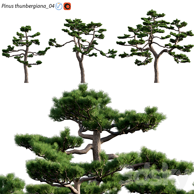 Pinus Thunbergiana Pinus Thunbergii Japanese Black Pine 04 Outdoor 3d Models