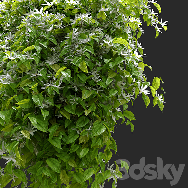 Jasmine hanging plant Outdoor 3D Models