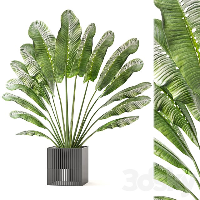 
                                                                                                            Indoor Plants Collection - Set 364
                                                    