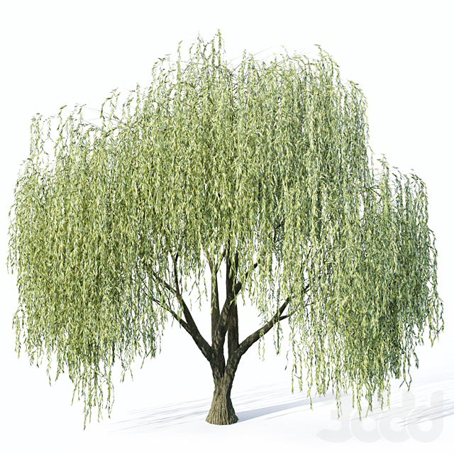 3d модели, Willow tree, ива, дерево, деревья конкурс скачать.