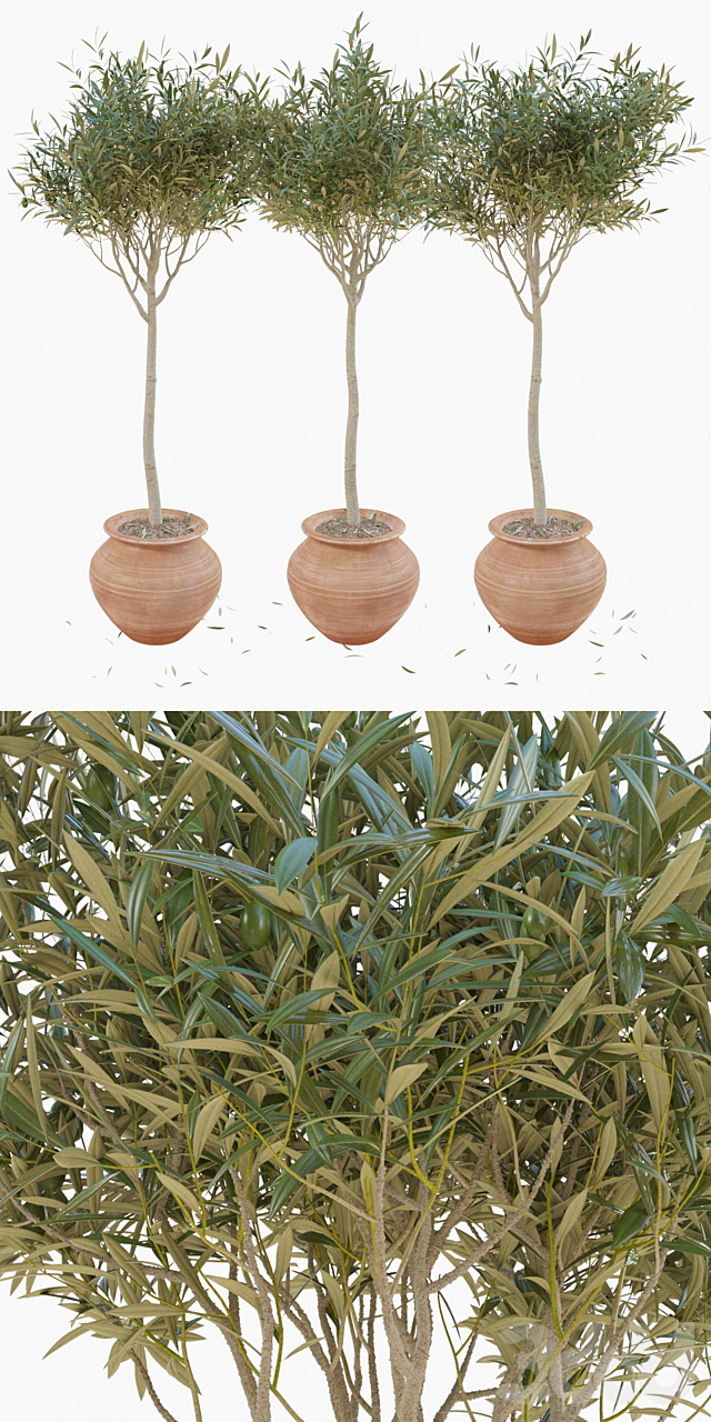 Как подстричь оливковое дерево