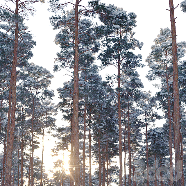 
                                                                                                            Pinus sylvestris Nr14 H16, 18m. Two winter trees
                                                    