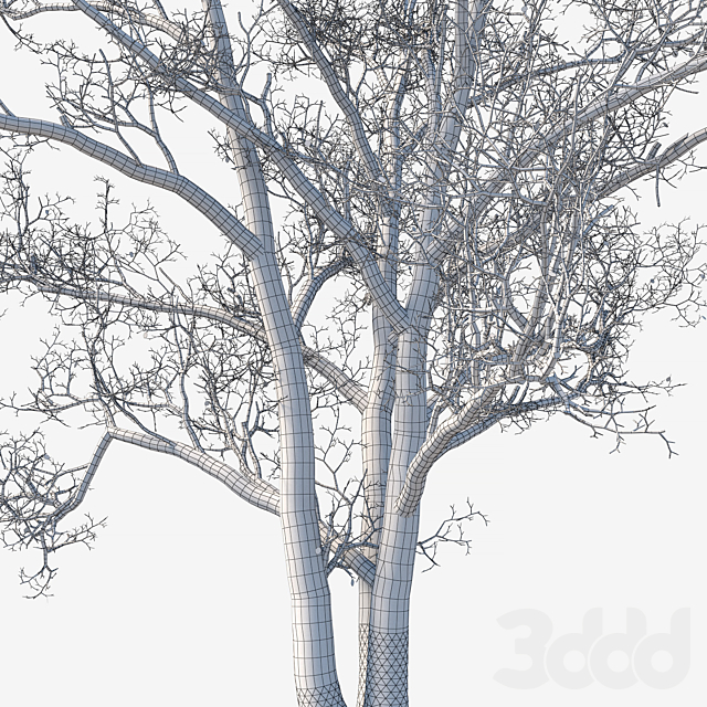 3d Modeli Derevya Starye Topolya