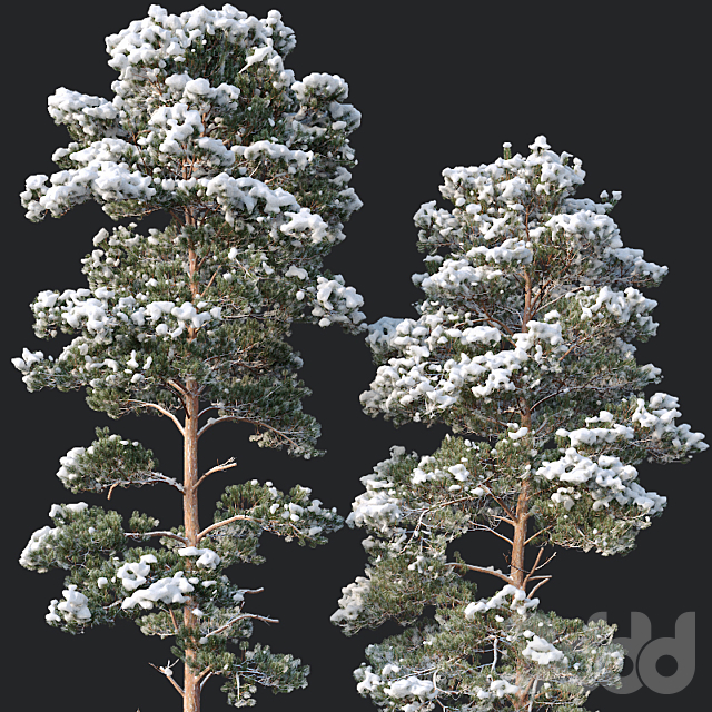 
                                                                                                            Pinus sylvestris Nr14 H16, 18m. Two winter trees
                                                    
