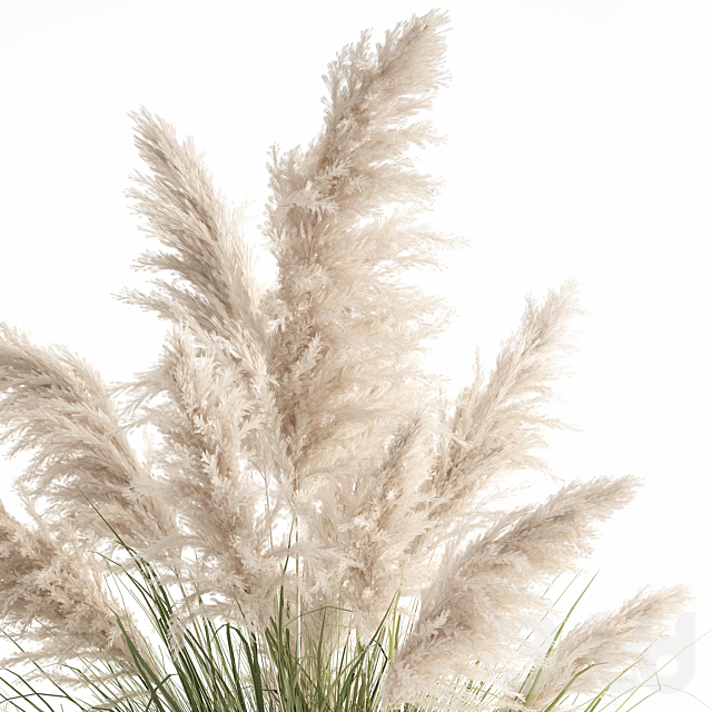 
                                                                                                            Белая пампасная трава 1032. вазон, ландшафтный дизайн, Кортадерия, пампас, пампасная трава вазон, ландшафтный дизайн, уличный вазон, ржавчина, металлический
                                                    
