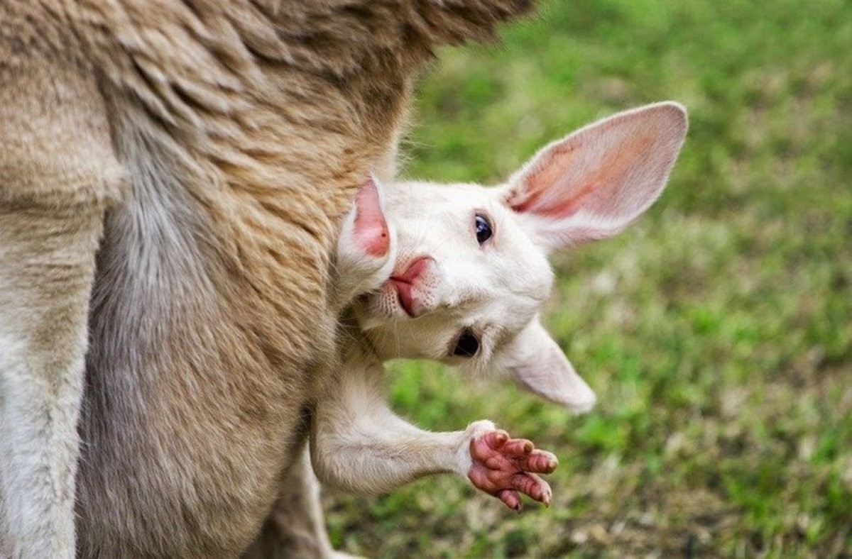 Малыш кенгуру